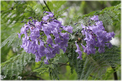 Jacaranda mimosifolia